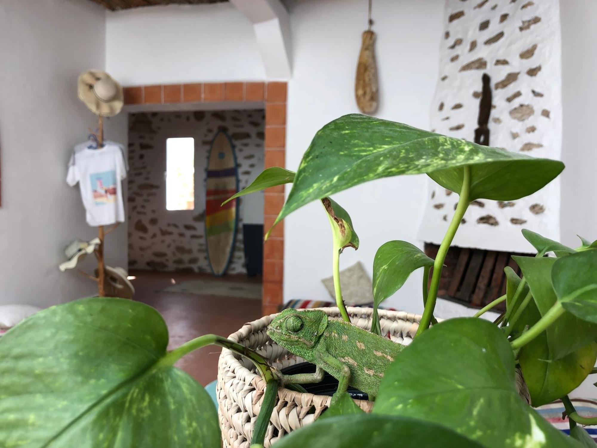 Surf Housemaroc Pansiyon Suvayr Dış mekan fotoğraf